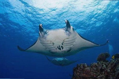 三只羊录音门：从潜规则风波到官方调查，背后真相与反差